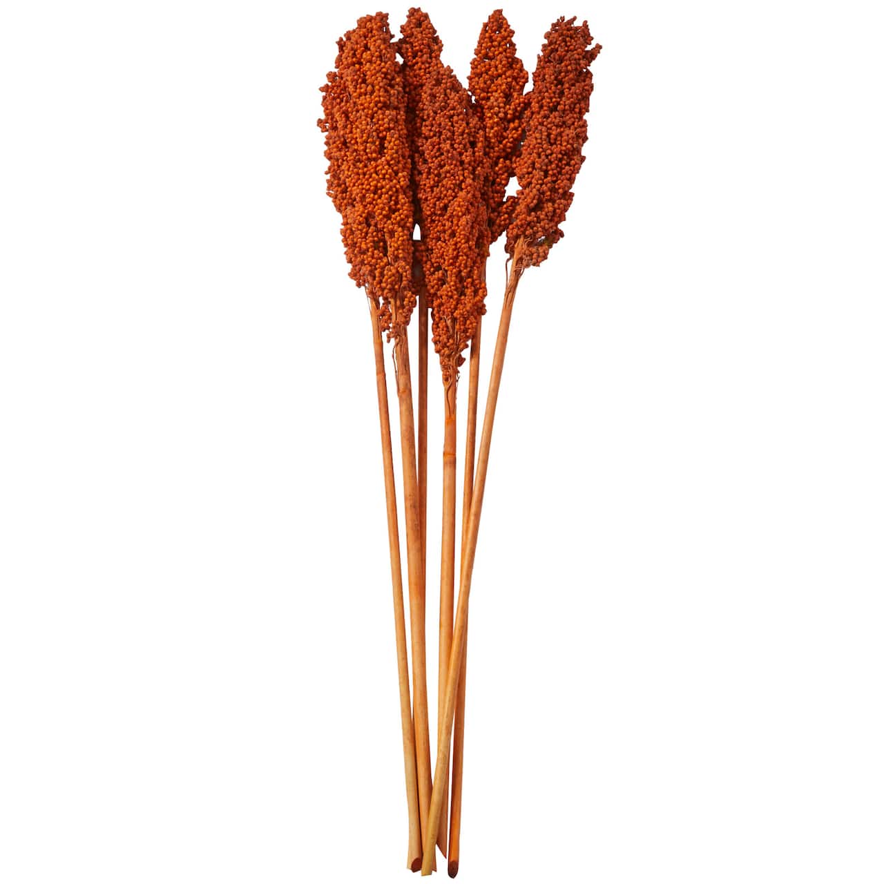 Dried Corn Maize Natural Foliage with Long Stems
